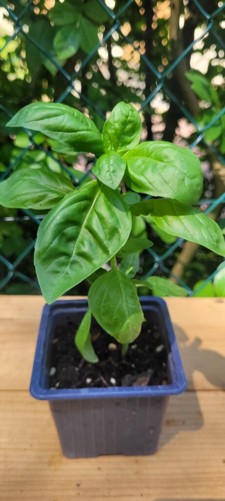 basilic grand vert