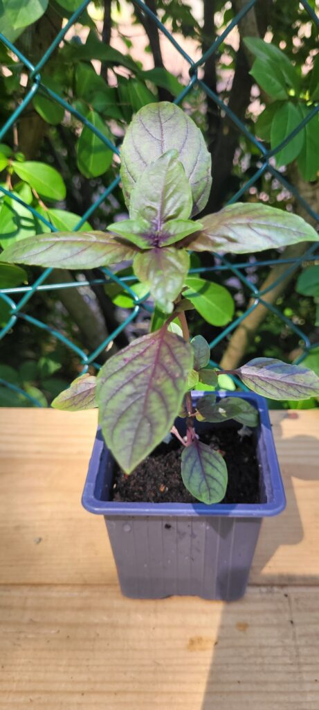 basilic pourpre