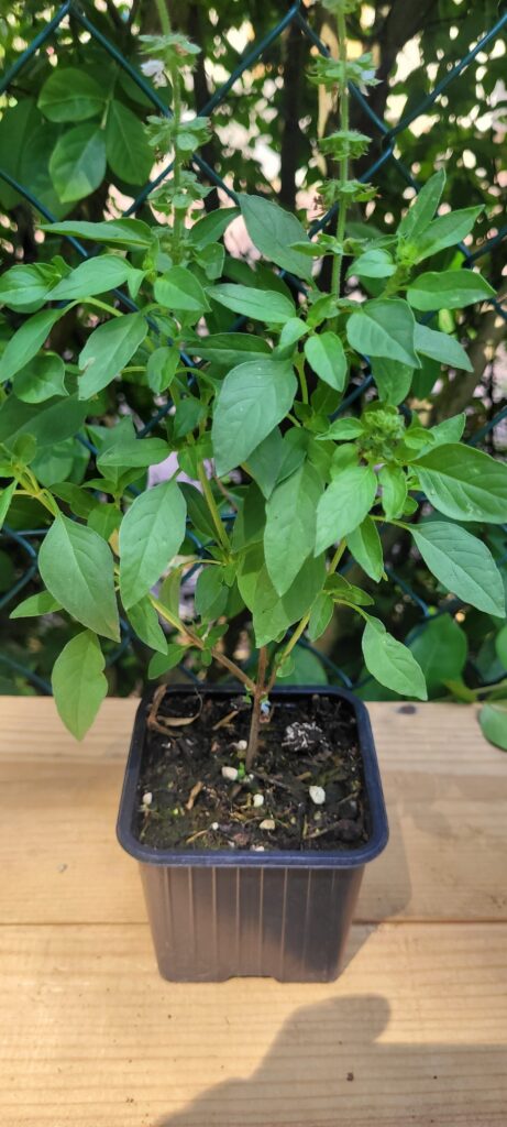 basilic citron