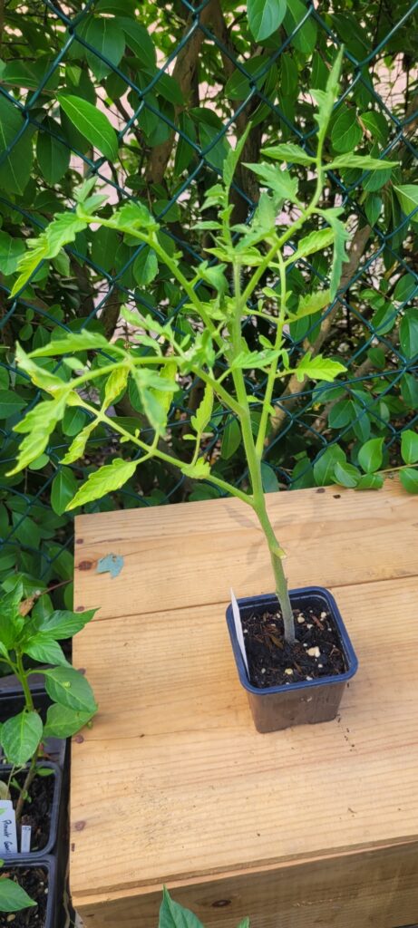 tomate beefsteack tomate beefsteack
