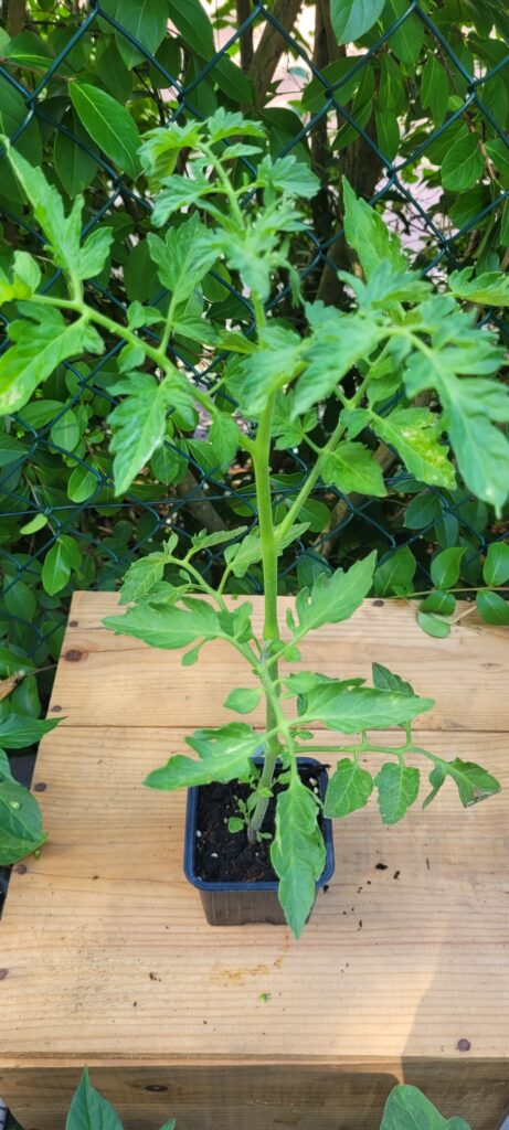 tomate brown berry tomate brown berry