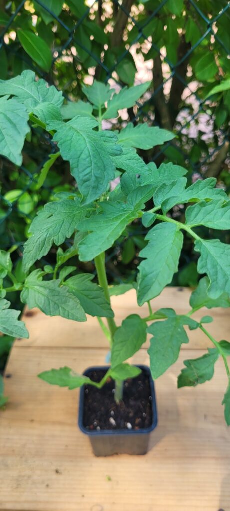 tomate noire de crimée tomate noire de crimée
