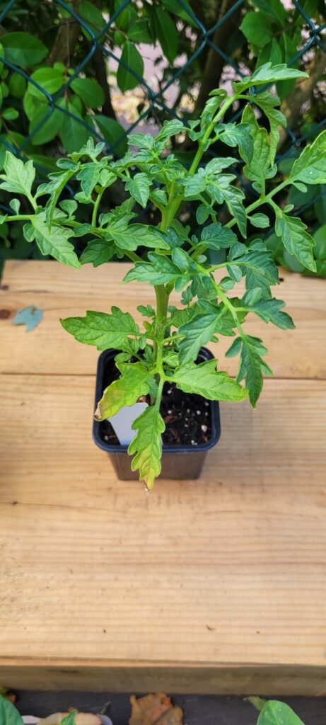 tomate poire rouge tomate poire rouge