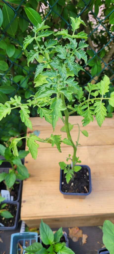 tomate purple calabash tomate purple calabash