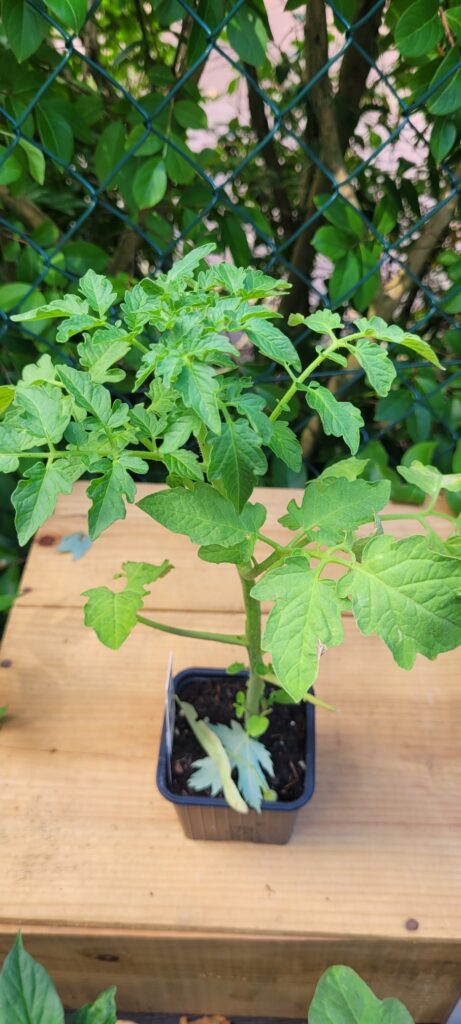 tomate voyage tomate voyage