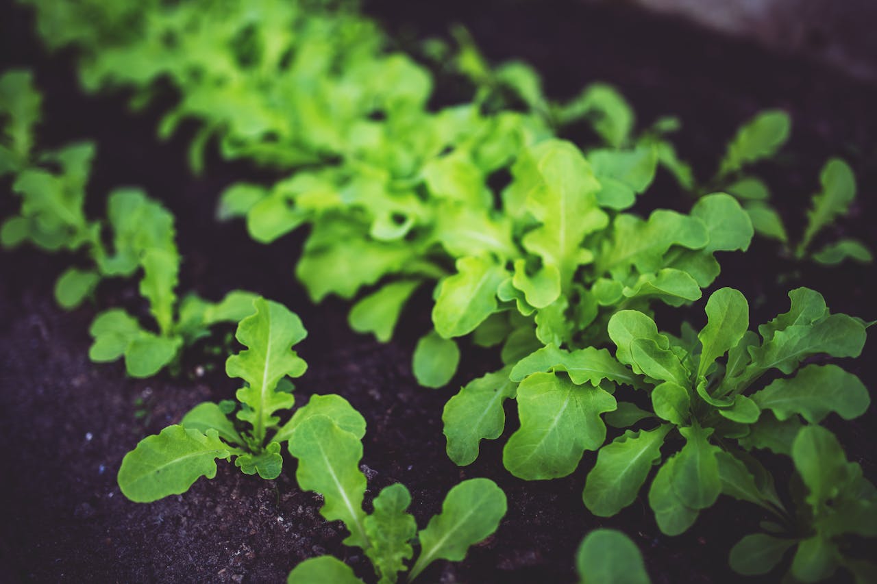 Close-up of lush green arugula plants growing in rich, dark soil. Ideal for healthy eating concepts.