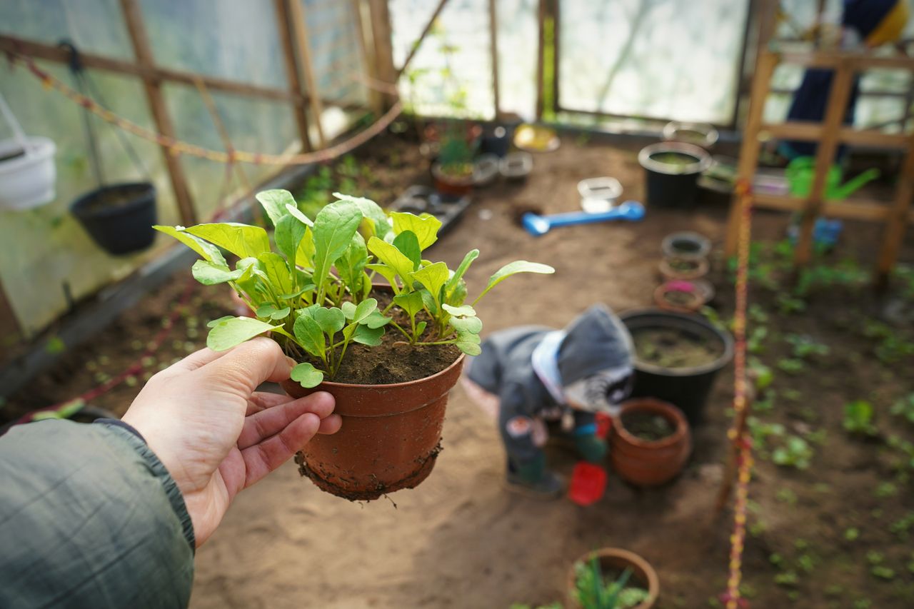 Hand holding potted seedlings in a greenhouse with a child in the background, illustrating growth and gardening.