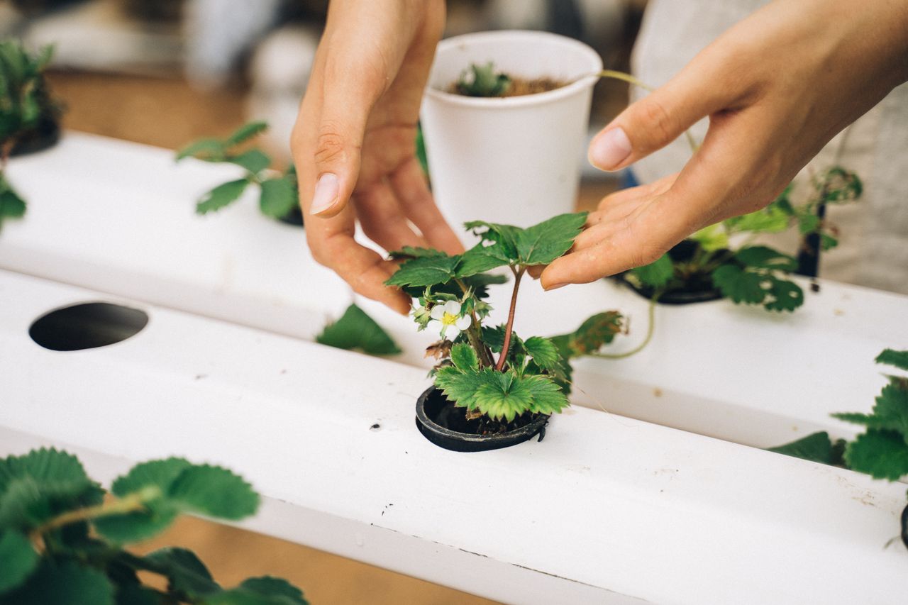 Close-up of hands nurturing a young strawberry plant in a hydroponic setup.