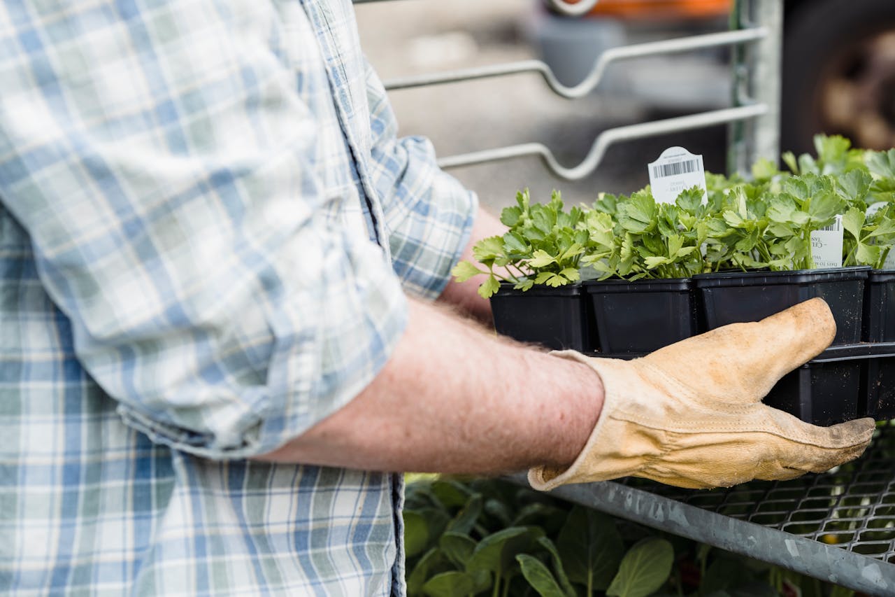 Crop anonymous elder male gardener in checkered shirt and gloves carrying box with fresh green plants near metal shelf in daytime