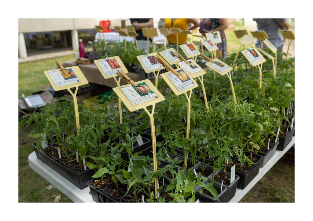 plants cheval blanc 30mai2026 3 plants cheval blanc 30mai2026 3